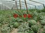 黑龙江西瓜专用双防膜-供应潍坊销量好的西