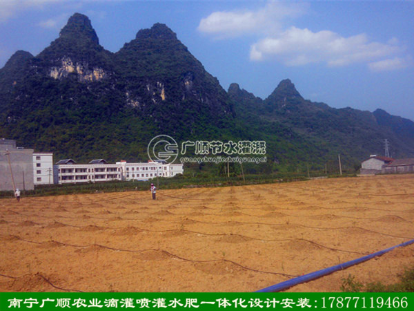 广西滴灌技术-实惠的防堵塞滴灌价格
