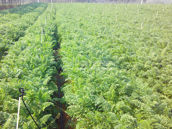 桂林节水灌溉系统安装_优惠的南宁滴灌管供