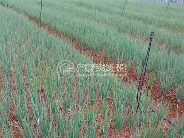 柳州节水灌溉系统安装-广顺公司供应价格合  南宁滴灌管