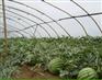 西瓜膜厂家直销-供应山东实用的西瓜膜