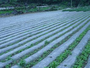 草莓专用地膜厂家-销量好的专用地膜价格