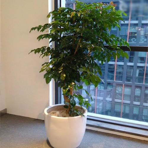 广州海珠区绿植盆栽卖，赤岗办公室绿植植物