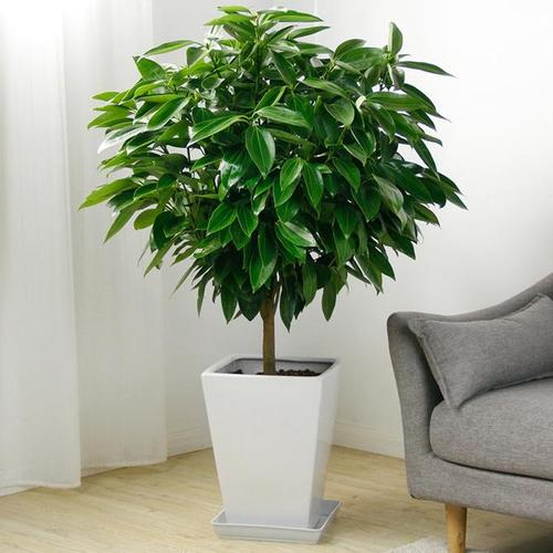 广州海珠区绿植盆栽卖，赤岗办公室绿植植物