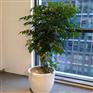 广州海珠区绿植盆栽卖，赤岗办公室绿植植物