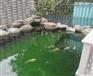 济南庭院锦鲤鱼池建造济南锦鲤鱼池泡池