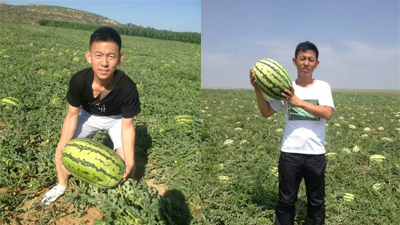 西瓜缺钙用什么肥料？看叶就能对症施肥  液体水溶肥  水溶性肥料