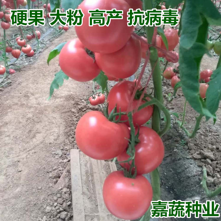 供应越夏耐热抗病毒大果番茄苗 西红柿苗子  大粉硬果番茄苗  供应越夏大果番茄苗