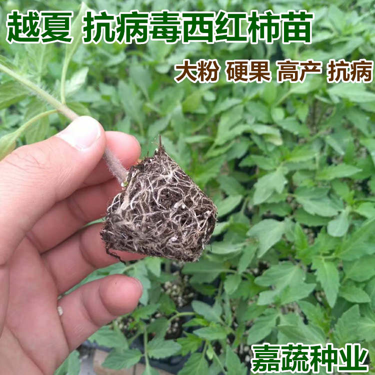 供应越夏耐热抗病毒大果番茄苗 西红柿苗子  大粉硬果番茄苗  供应越夏大果番茄苗