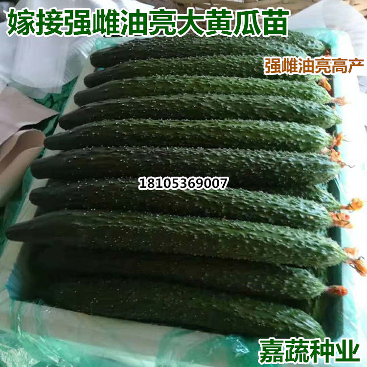 供应嫁接越夏油亮强雌大黄瓜苗 专业育黄瓜苗  越夏油亮大黄瓜  嫁接强雌黄瓜苗  专业嫁接黄瓜苗