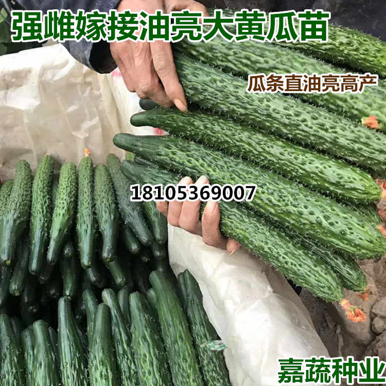 供应嫁接越夏油亮强雌大黄瓜苗 专业育黄瓜苗  越夏油亮大黄瓜  嫁接强雌黄瓜苗  专业嫁接黄瓜苗