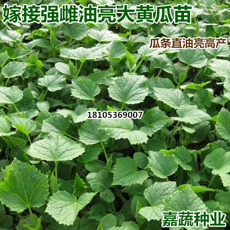 供应嫁接越夏油亮强雌大黄瓜苗 专业育黄瓜苗  越夏油亮大黄瓜  嫁接强雌黄瓜苗  专业嫁接黄瓜苗