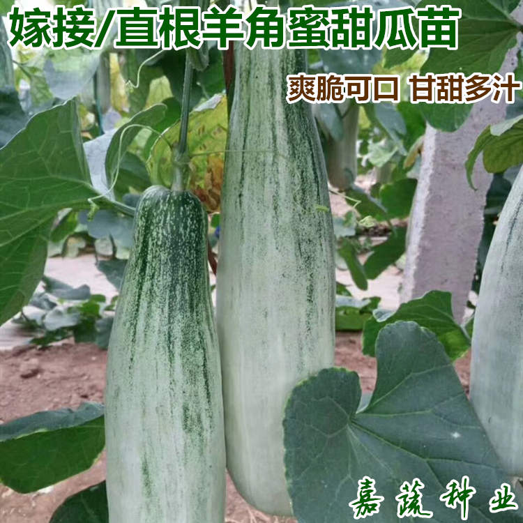 直根羊角蜜甜瓜苗 绿宝甜瓜苗 嫁接羊角蜜甜瓜苗