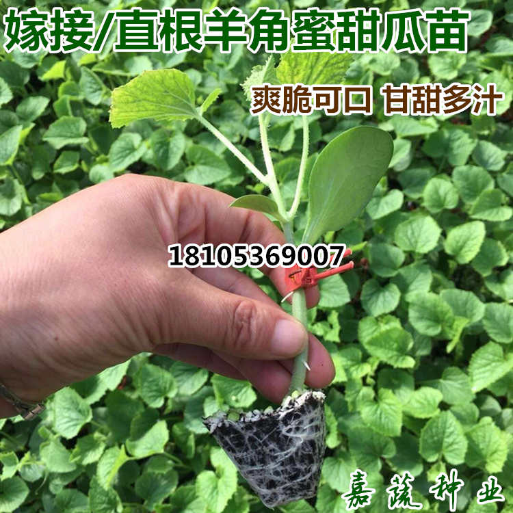 直根羊角蜜甜瓜苗 绿宝甜瓜苗 嫁接羊角蜜甜瓜苗