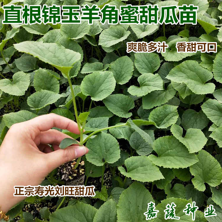 直根羊角蜜甜瓜苗 绿宝甜瓜苗 嫁接羊角蜜甜瓜苗