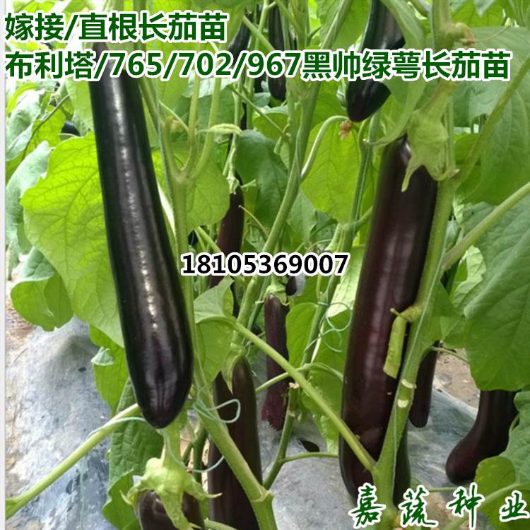 布利塔765嫁接长茄苗绿皮灯泡长茄苗绿萼绿把茄子苗  布利塔 765嫁接长茄苗