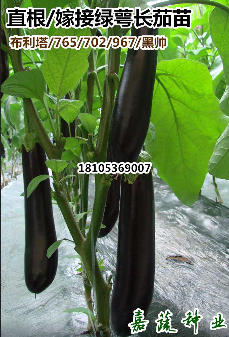 布利塔765嫁接长茄苗绿皮灯泡长茄苗绿萼绿把茄子苗  布利塔 765嫁接长茄苗