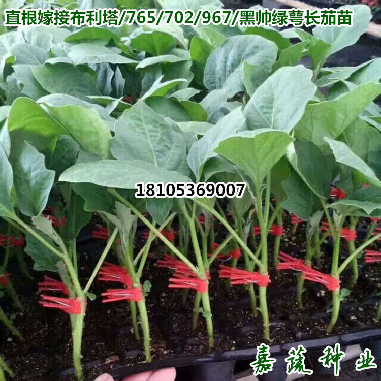 布利塔765嫁接长茄苗绿皮灯泡长茄苗绿萼绿把茄子苗  布利塔 765嫁接长茄苗