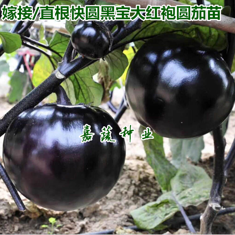 供应嫁接茄子苗 圆茄苗 黑宝 快圆大红袍 绿瓤圆茄 白瓤圆茄  嫁接圆茄苗  快圆大红袍圆茄苗