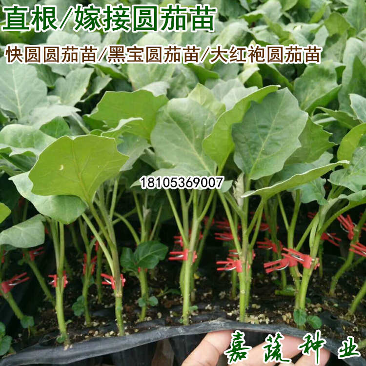 供应嫁接茄子苗 圆茄苗 黑宝 快圆大红袍 绿瓤圆茄 白瓤圆茄  嫁接圆茄苗  快圆大红袍圆茄苗