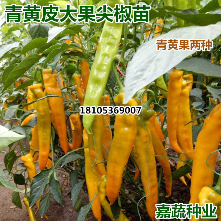 尖椒苗 辣椒苗 线椒苗 大果尖椒苗  绿黄皮羊角椒苗  青黄两用辣椒苗