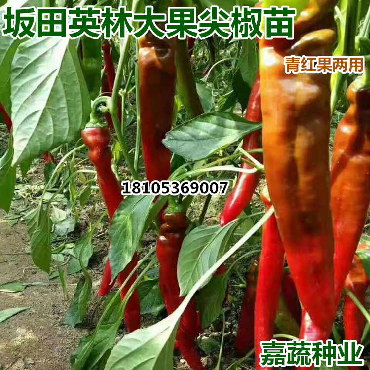 尖椒苗 辣椒苗 线椒苗 大果尖椒苗  绿黄皮羊角椒苗  青黄两用辣椒苗