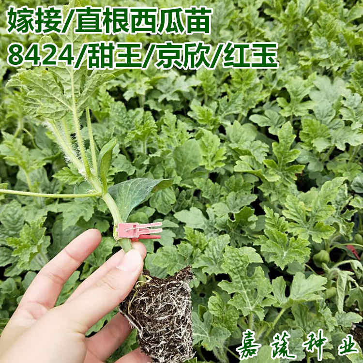 嫁接 直播8424西瓜苗 甜王西瓜苗子 嫁接西瓜苗 麒麟瓜  嫁接大西瓜苗  嫁接礼品西瓜苗