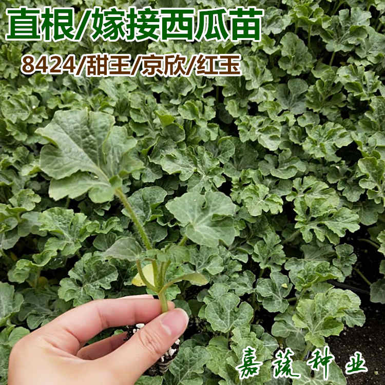 嫁接 直播8424西瓜苗 甜王西瓜苗子 嫁接西瓜苗 麒麟瓜  嫁接大西瓜苗  嫁接礼品西瓜苗