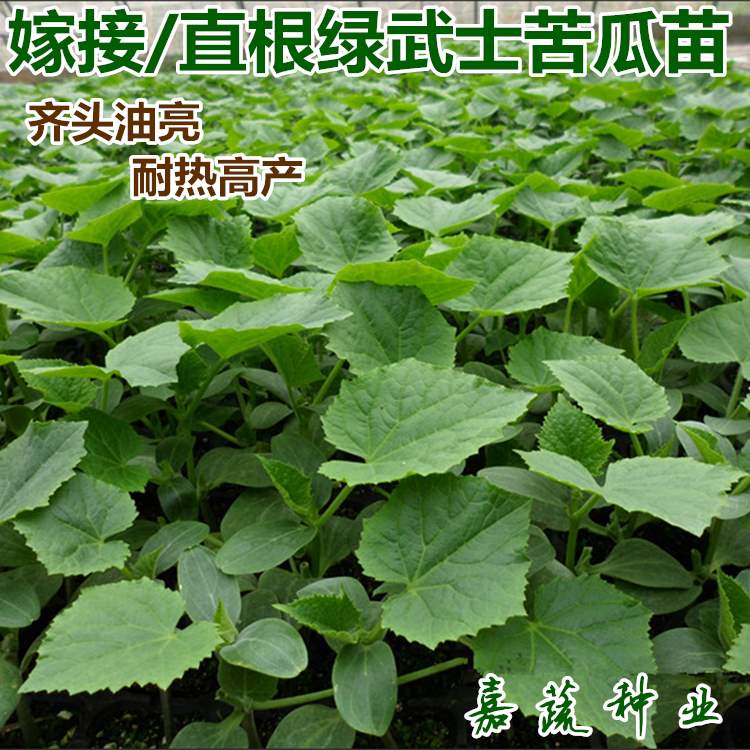 供应绿天下F1杂交一代绿武士苦瓜种子 齐头苦瓜苗  嫁接杂交苦瓜苗  嫁接绿武土苦瓜苗