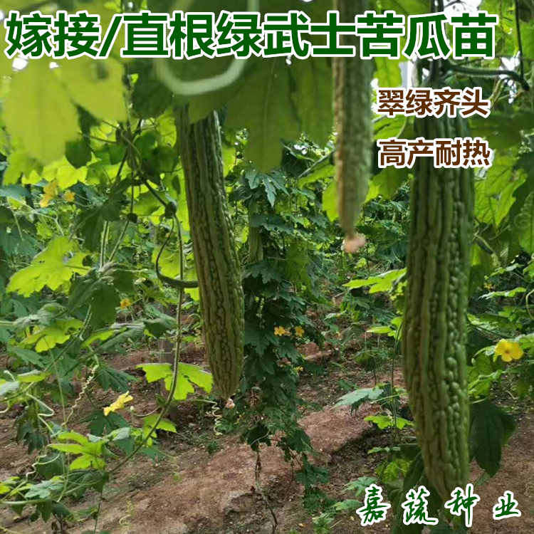 供应绿天下F1杂交一代绿武士苦瓜种子 齐头苦瓜苗  嫁接杂交苦瓜苗  嫁接绿武土苦瓜苗