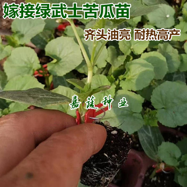 供应绿天下F1杂交一代绿武士苦瓜种子 齐头苦瓜苗  嫁接杂交苦瓜苗  嫁接绿武土苦瓜苗