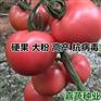 供应越夏耐热抗病毒大果番茄苗 西红柿苗子 供应越夏耐热抗病毒大果番茄苗 西红柿苗子