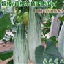 直根羊角蜜甜瓜苗 绿宝甜瓜苗 嫁接羊角蜜甜瓜苗 直根羊角蜜甜瓜苗 绿宝甜瓜苗 嫁接羊角蜜甜瓜苗