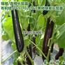 布利塔765嫁接长茄苗绿皮灯泡长茄苗绿萼绿把茄子苗 布利塔765嫁接长茄苗绿皮灯泡长茄苗绿萼绿把茄子苗