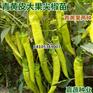 尖椒苗 辣椒苗 线椒苗 大果尖椒苗 尖椒苗 辣椒苗 线椒苗 大果尖椒苗
