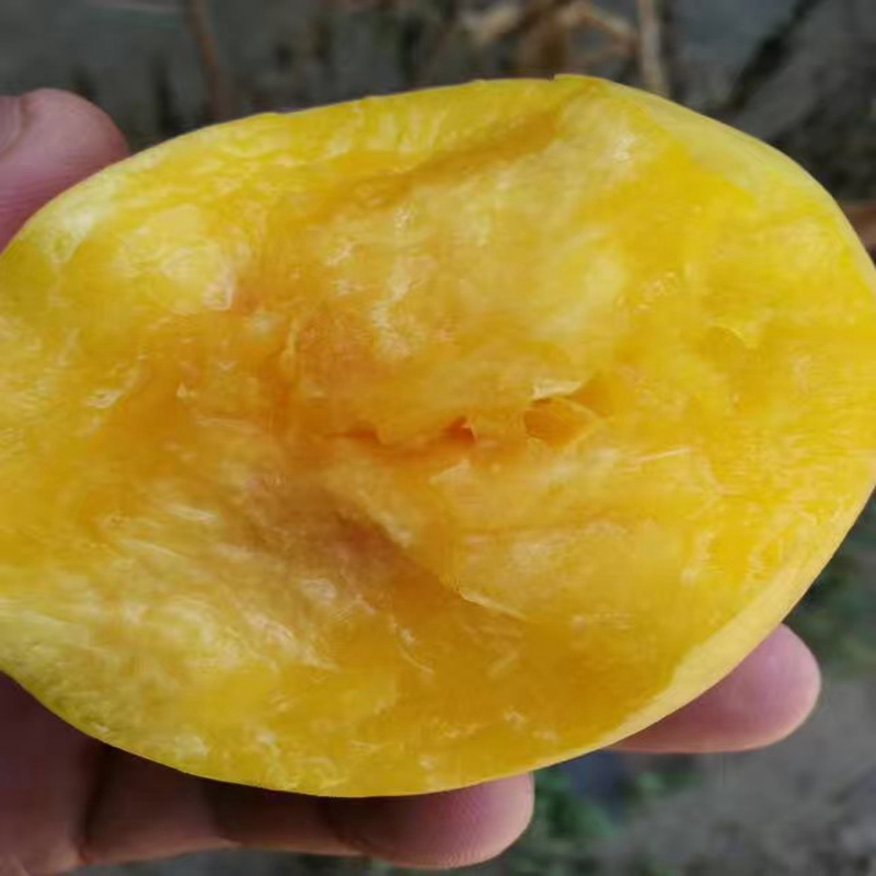 安顺矮化瑞盘2号桃苗种植管理&nbsp;&nbsp;瑞盘2号桃苗价格&nbsp;&nbsp;瑞盘2号桃苗厂家&nbsp;&nbsp;瑞盘2号桃苗图片