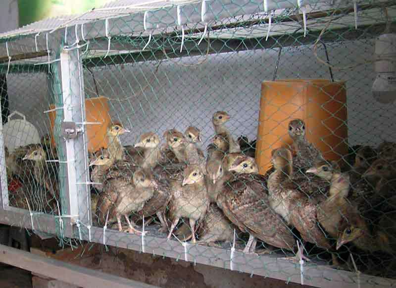 宁明人工养殖孔雀