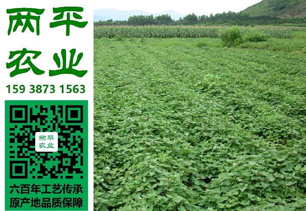 秦皇岛红薯粉条代生产公司