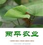 开封湿红薯粉条散装批发