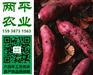 商丘红薯粉条扁粉干制