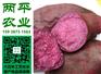 邢台正宗红薯粉皮【两平农业】