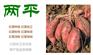 甘南湿红薯粉皮代加工厂商
