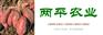 陇南纯手工红薯粉皮礼盒装