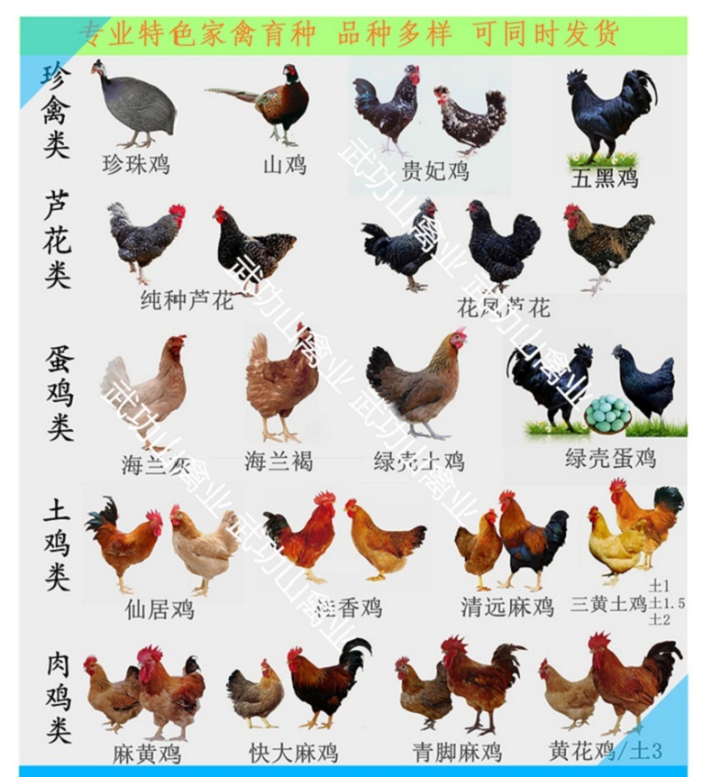 新余纯土鸡苗奉新县美国七彩山鸡苗