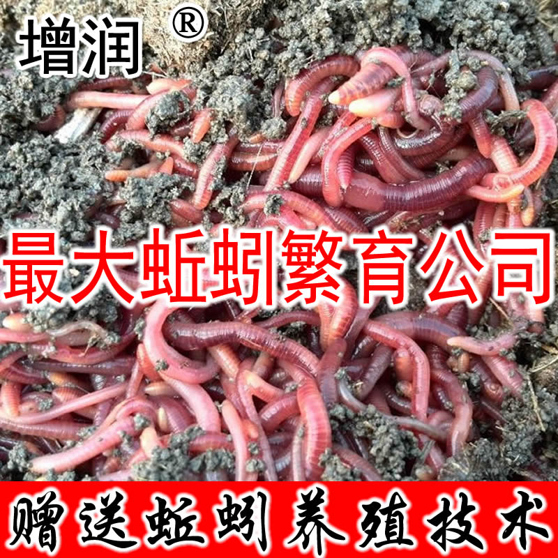 大平三号蚯蚓种全国发货，快递包邮，送养殖技术