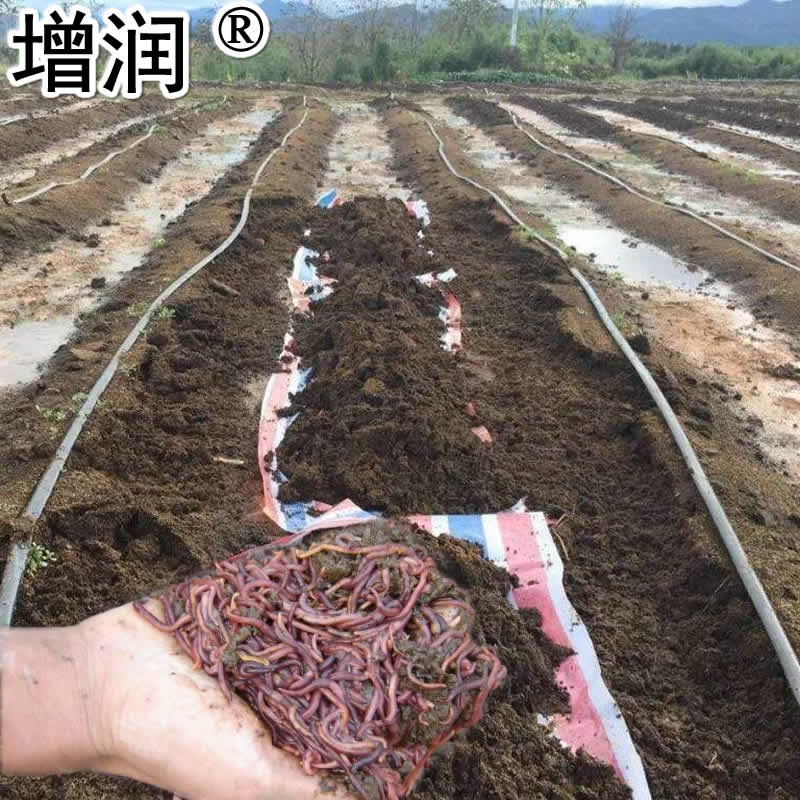 大平三号蚯蚓种全国发货，快递包邮，送养殖技术
