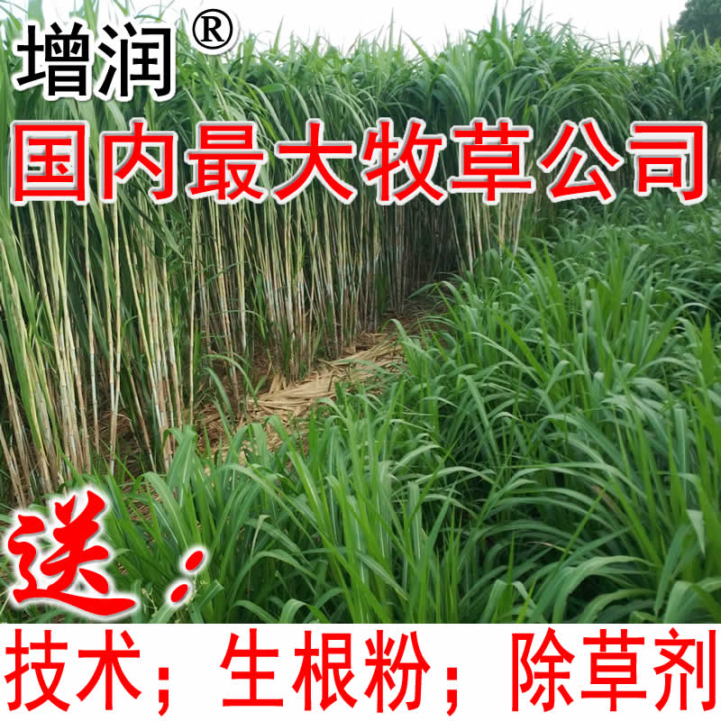 台湾甜象草种节 甜象草种子种苗包邮  牧草  养殖