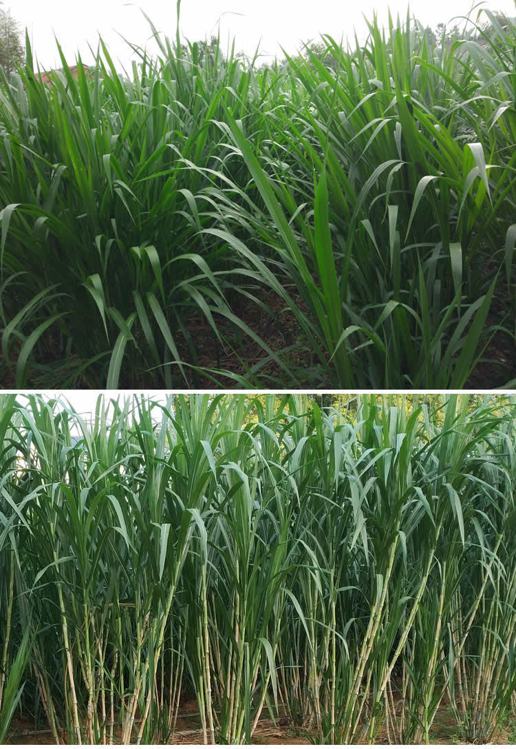 台湾甜象草种节 甜象草种子种苗包邮  牧草  养殖