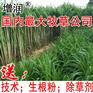 新型皇竹草种节 皇竹草种子种苗