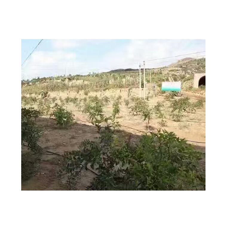沈阳山丘果园滴灌工程规划设计方案  沈阳果园滴灌